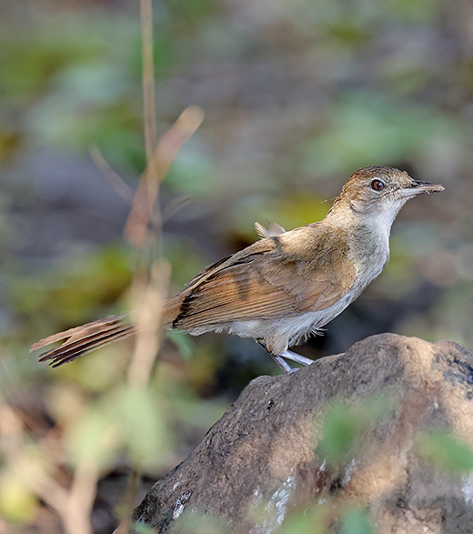 Terrestrial Brownbul